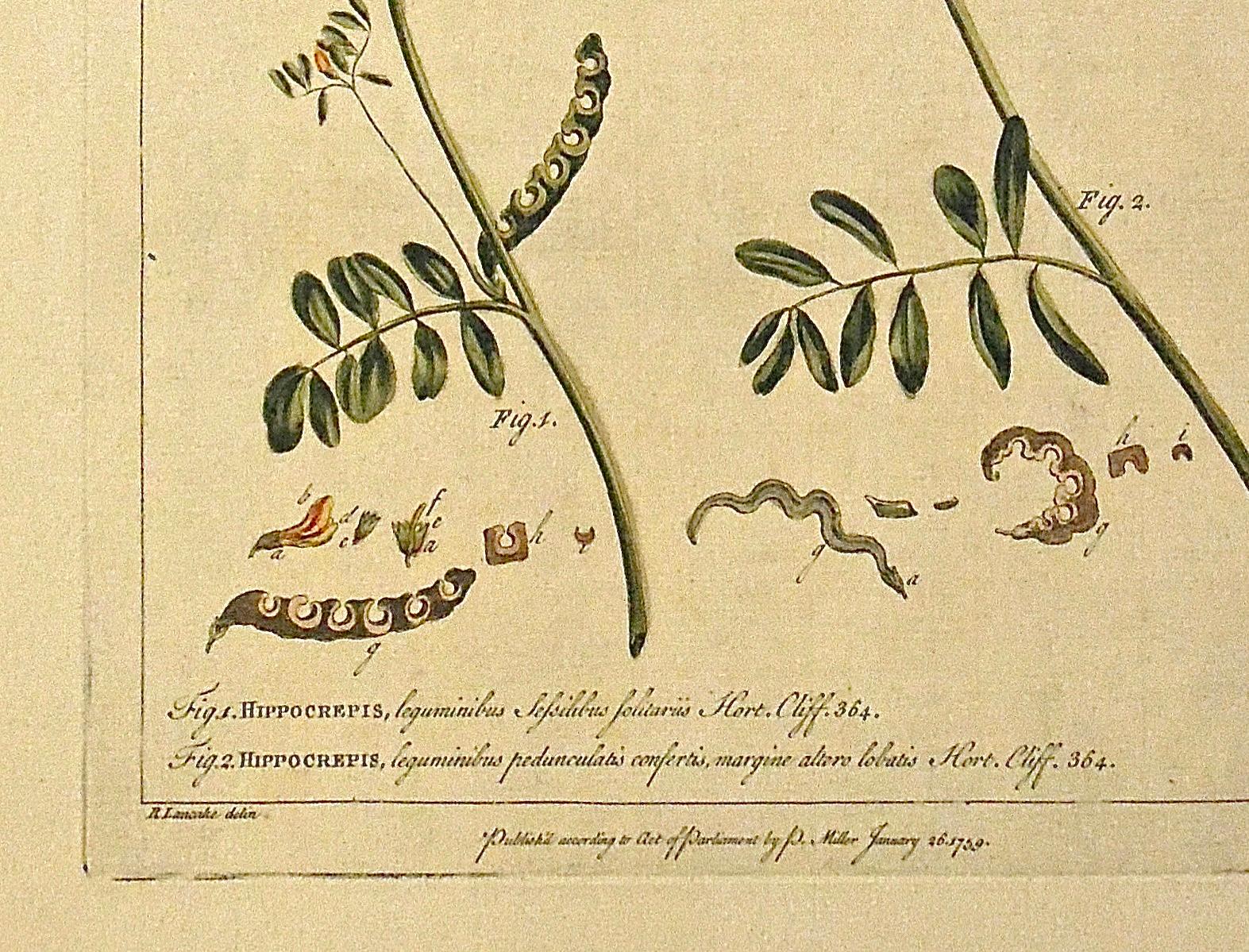 Engraved Original 1750s Antique Botanical Print of Hippocrepis - Gardener’s Dictionary  For Sale