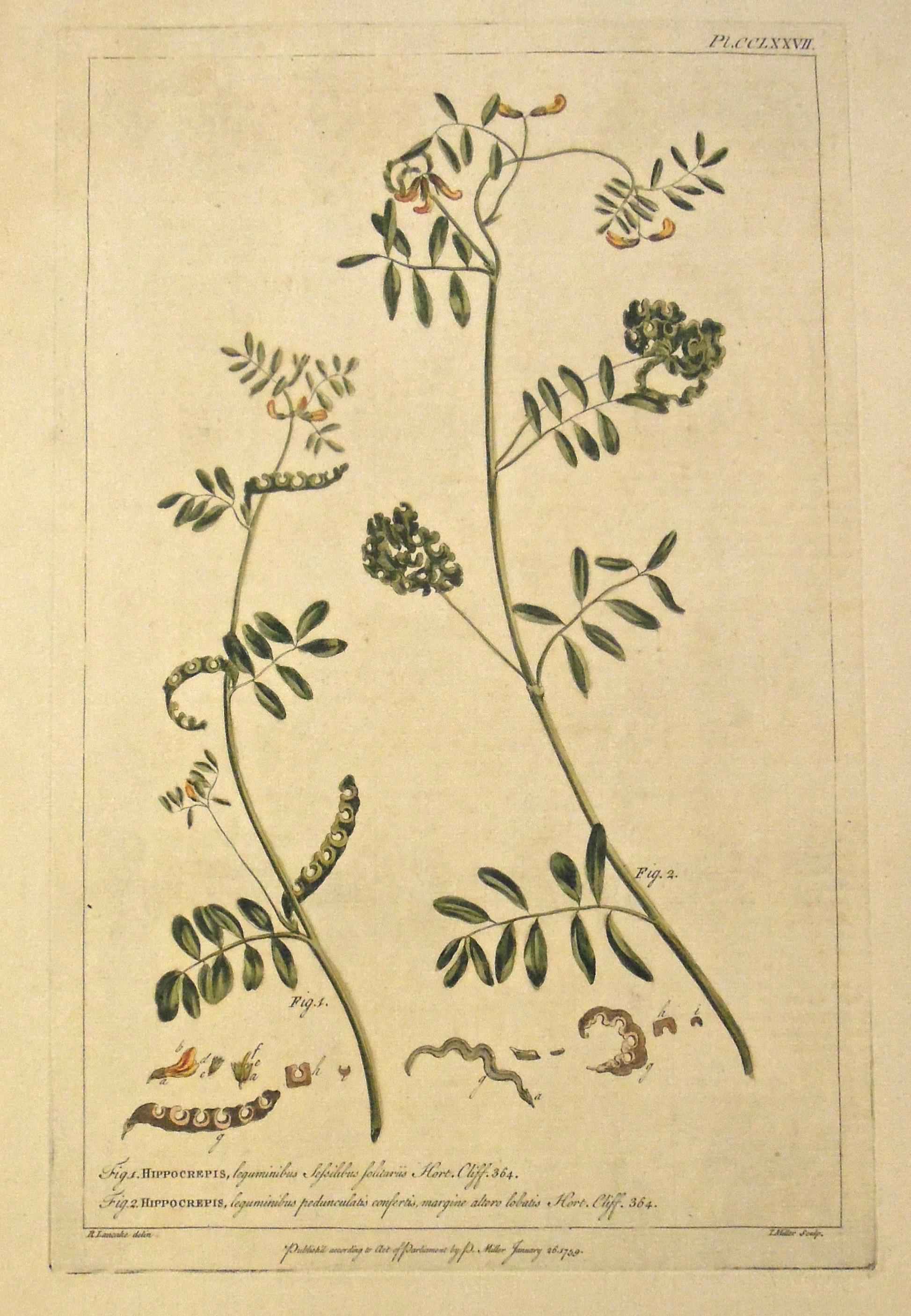 Antiker botanischer Originaldruck von Hippocrepis aus den 1750er Jahren - Gardener's Dictionary 