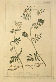Original 1750s Antique Botanical Print of Hippocrepis - Gardener’s Dictionary