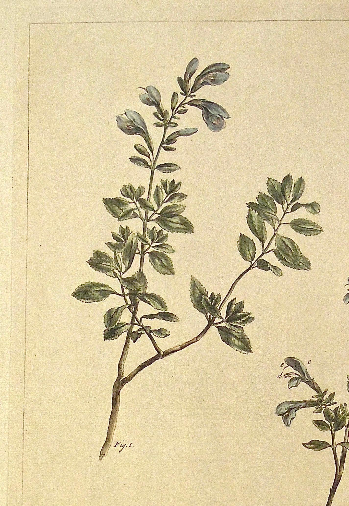Salvia.
Upper Right: Pl. CCXXV. Lower Left: I. Miller delin et Sculp. Lower Center: Publish'd according to Act of Parliament by P Miller April 21. 1758.
Author: Philip Miller
Source / Publication: The Gardener's Dictionary
Publisher: Printed for the