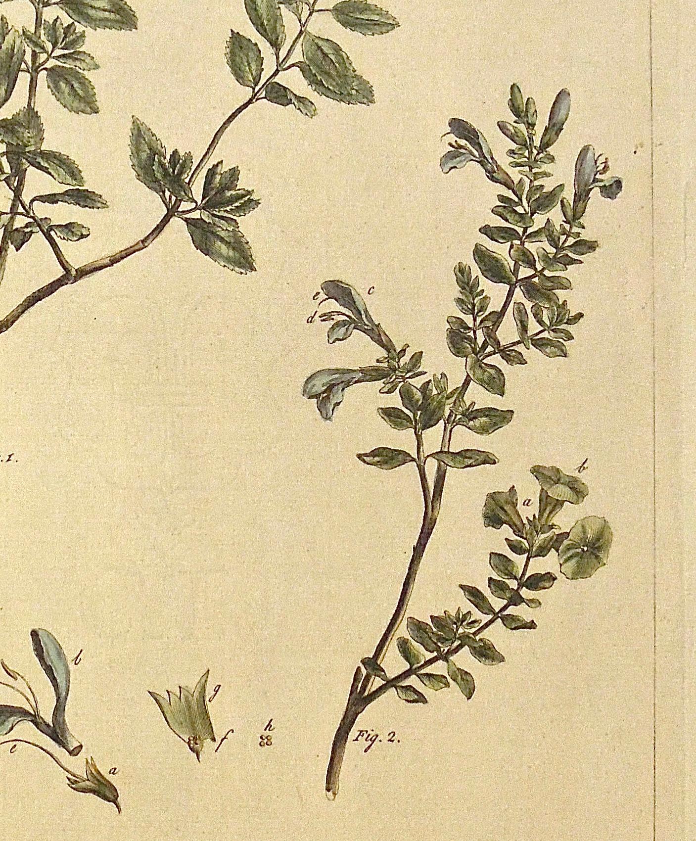 Britannique Gravure botanique originale des années 1750 de Salvia - The Garderner's Dictionary  en vente