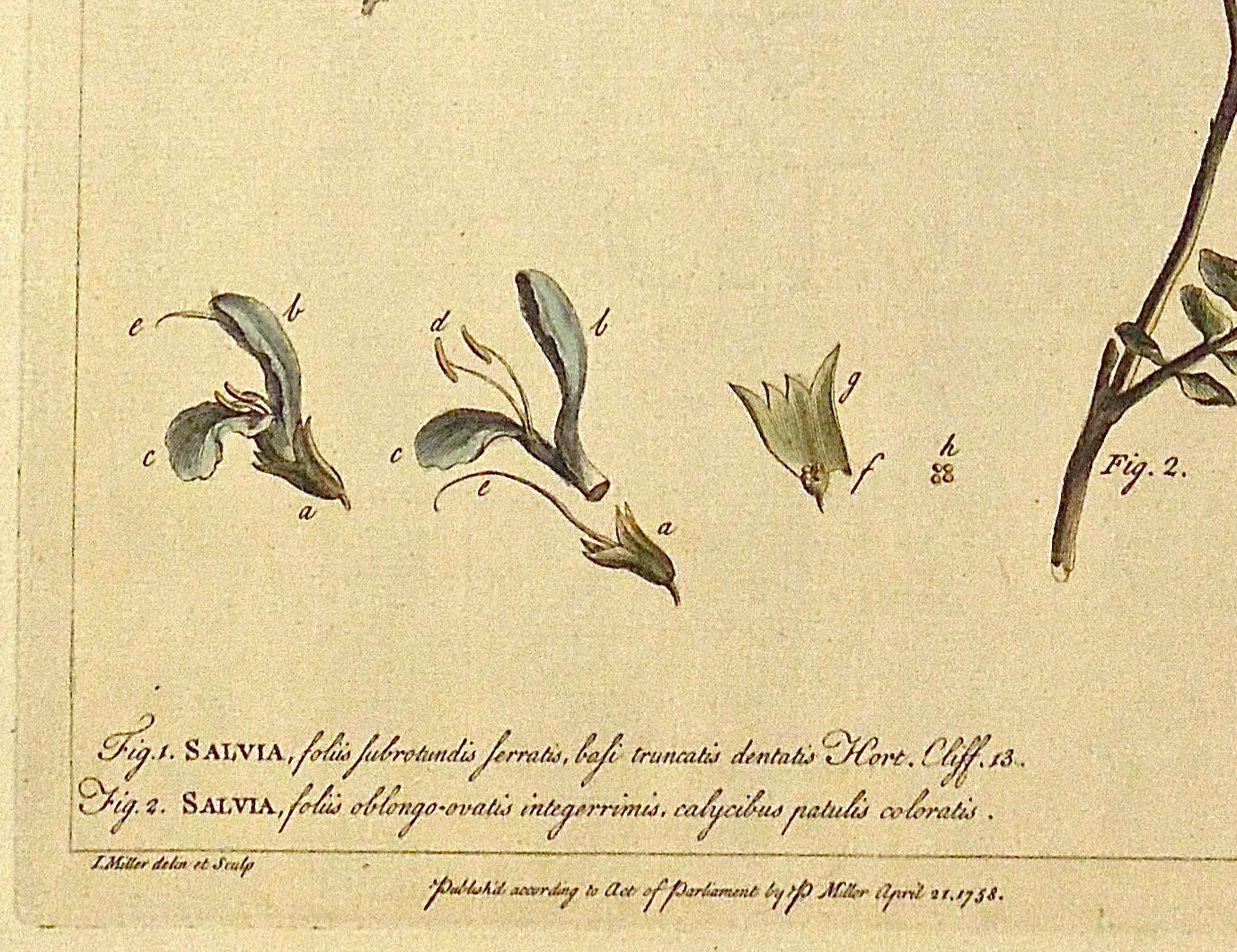 Gravé Gravure botanique originale des années 1750 de Salvia - The Garderner's Dictionary  en vente