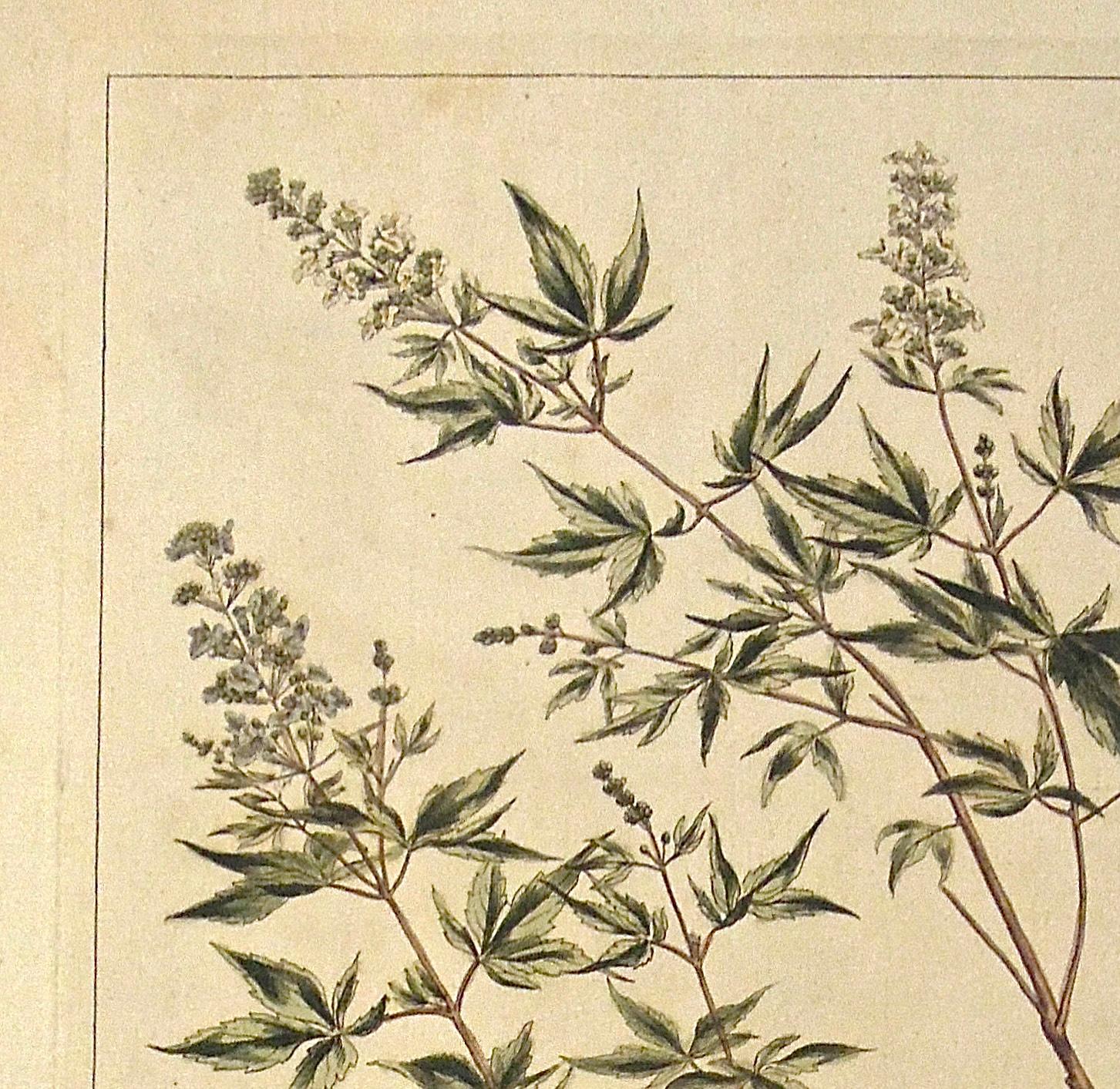Vitex.
Upper Right: CCLXXV. Lower Left: I. Miller. Delin. et. Sculp. Lower Center: Publish'd according to Act by Parliament by P. Miller. December 22, 1758.
Author: Philip Miller
Source / Publication: The Gardener's Dictionary
Publisher: Printed for