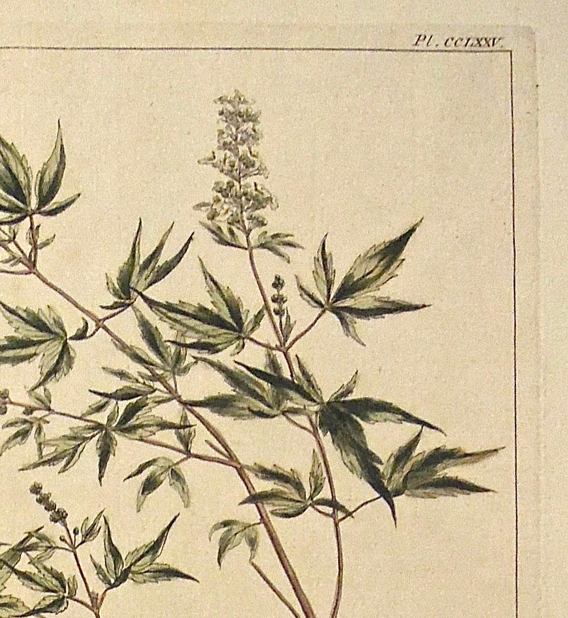 Britannique Gravure botanique originale des années 1750 du Vitex, tirée du The Garderner's Dictionary (Dictionnaire du jardinier)  en vente