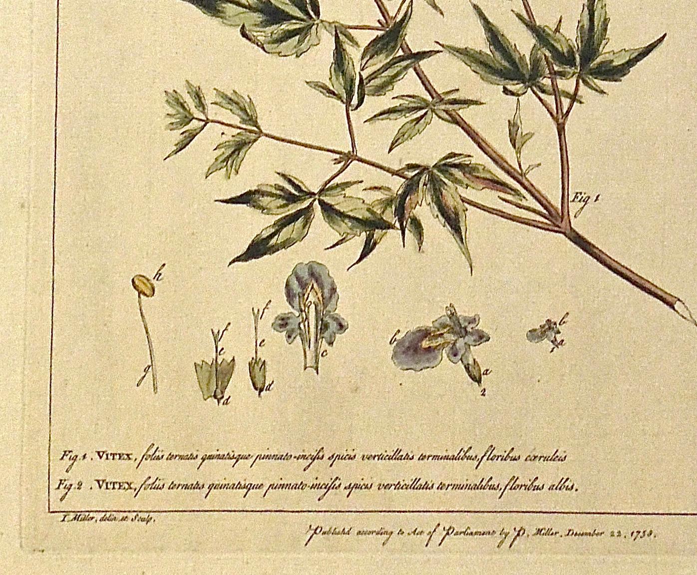 Gravé Gravure botanique originale des années 1750 du Vitex, tirée du The Garderner's Dictionary (Dictionnaire du jardinier)  en vente