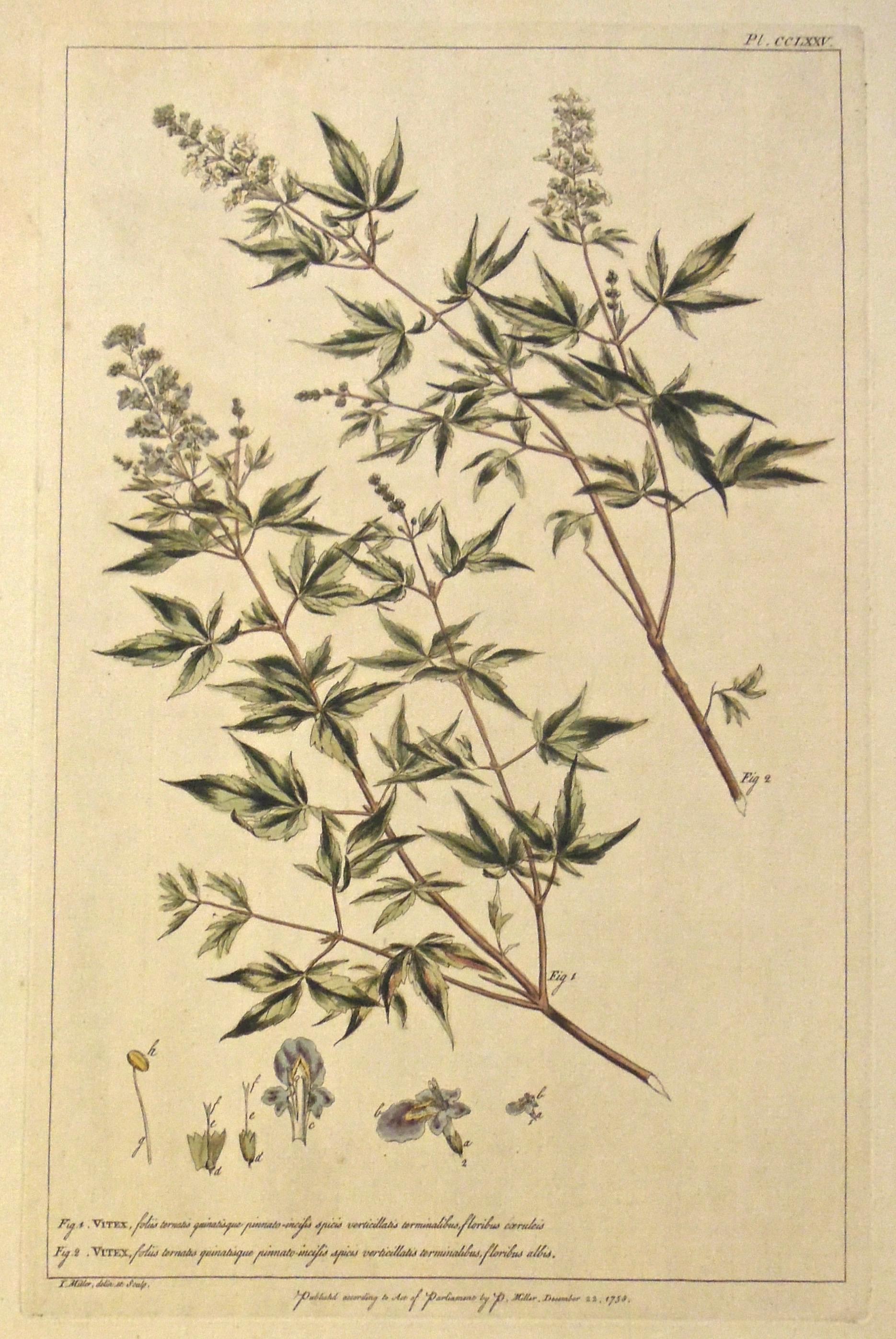 Gravure botanique originale des années 1750 du Vitex, tirée du The Garderner's Dictionary (Dictionnaire du jardinier)  en vente