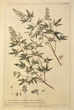 Gravure botanique originale des années 1750 du Vitex, tirée du The Garderner's Dictionary (Dictionnaire du jardinier) 