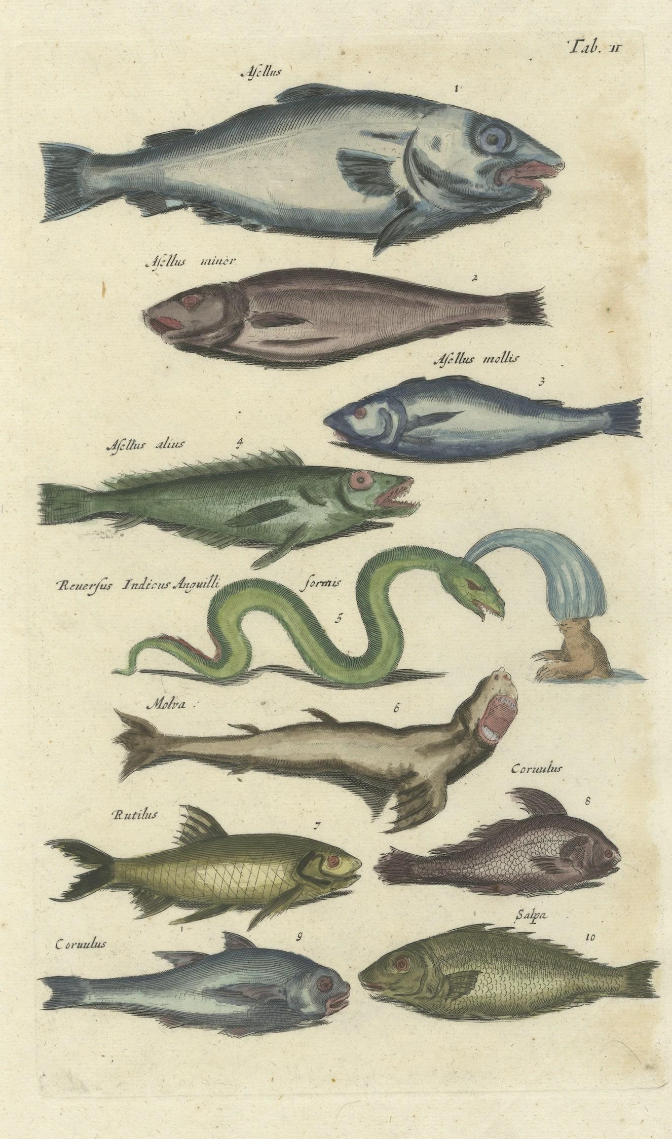 Antique print of illustrating several fish species including a roach and sea snake. These rare hand colored copperplate engraving has been selected from a work entitled 
