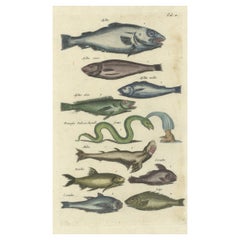 Gravure originale du 17e siècle, coloriée à la main, représentant un gardon, un serpent de mer et d'autres poissons