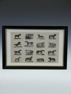 Original 1850 Webb & Millington Wood Engraging - 'Das Panorama der Pferde'