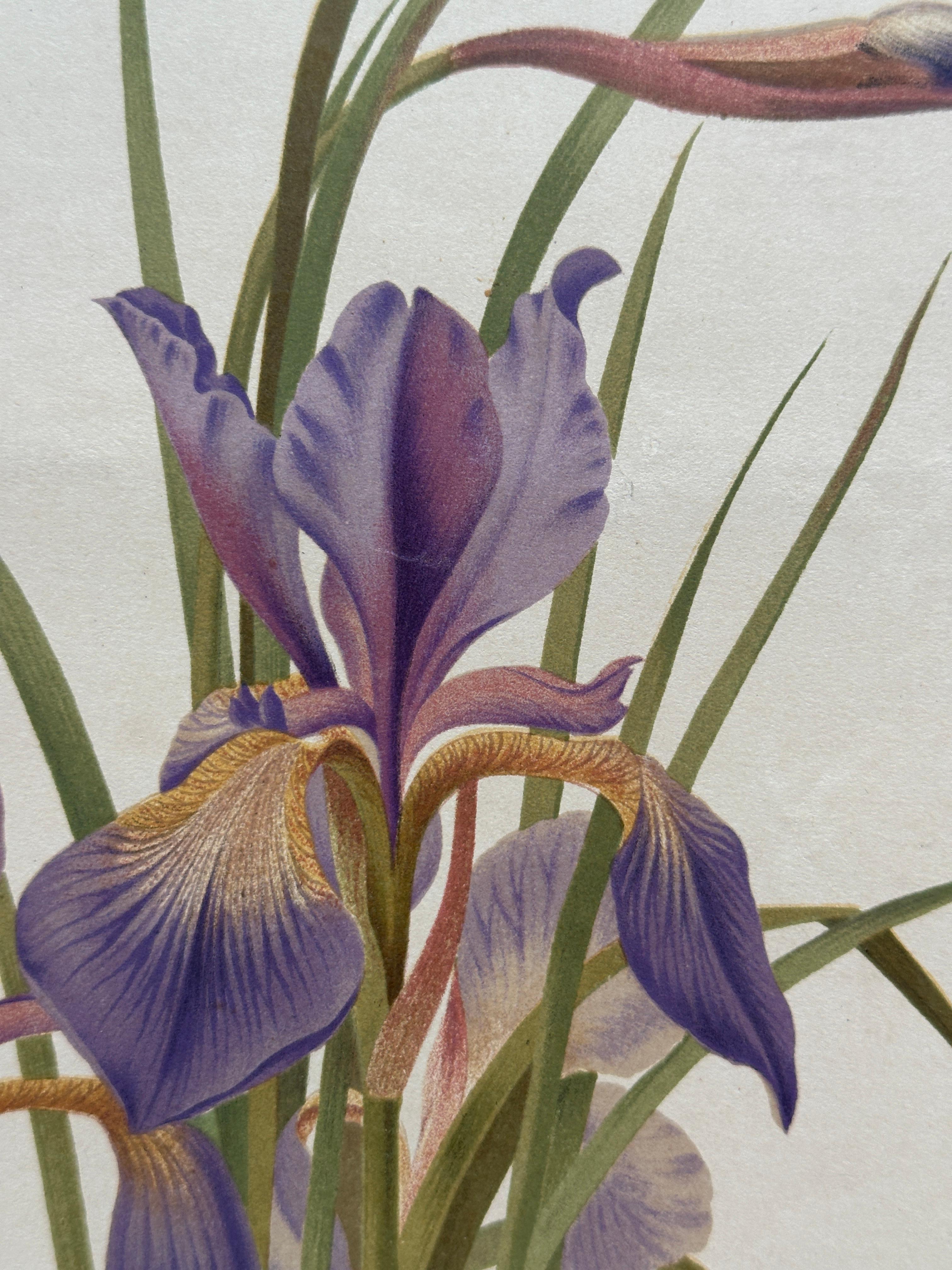 Original 1880s Botanical Print of Hæmanthus Kalbreyeri — Vibrant Antique Chromol en venta 4