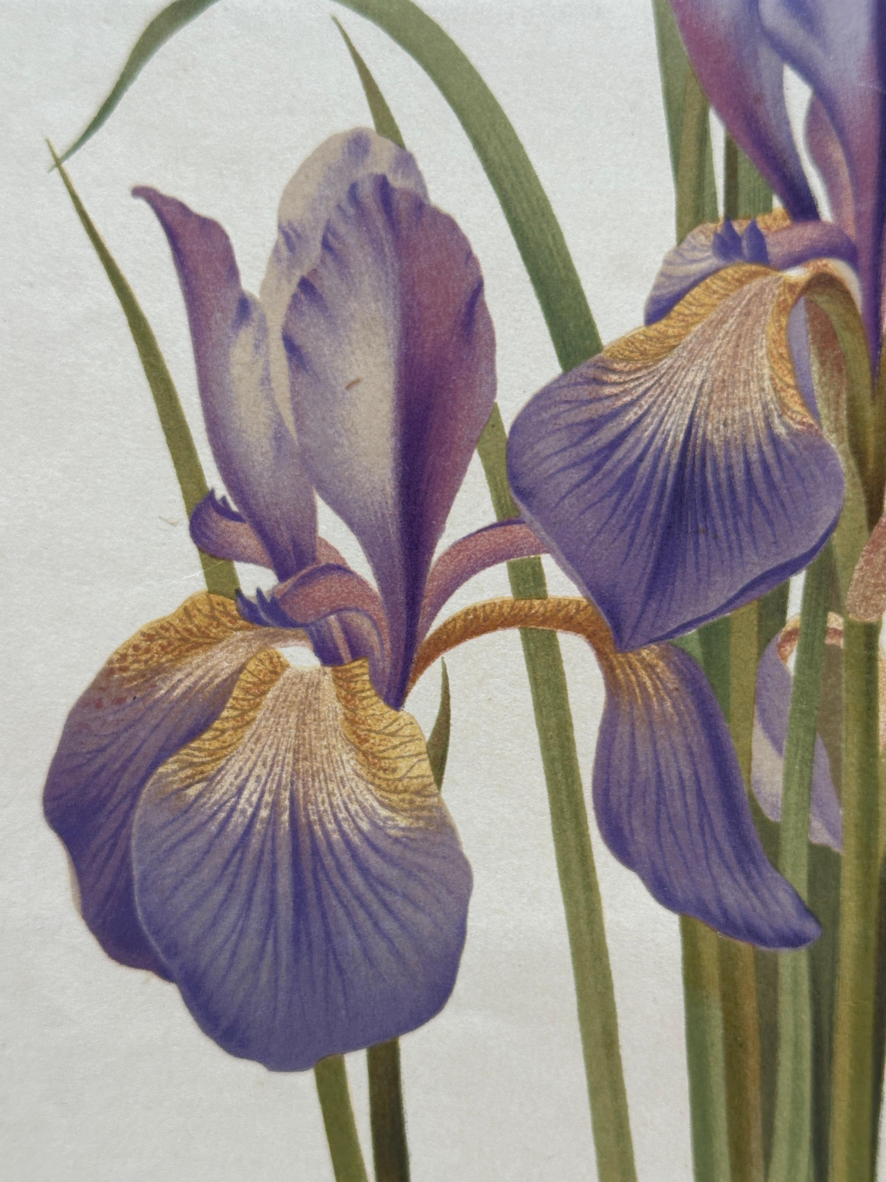 Original 1880s Botanical Print of Hæmanthus Kalbreyeri — Vibrant Antique Chromol en venta 5