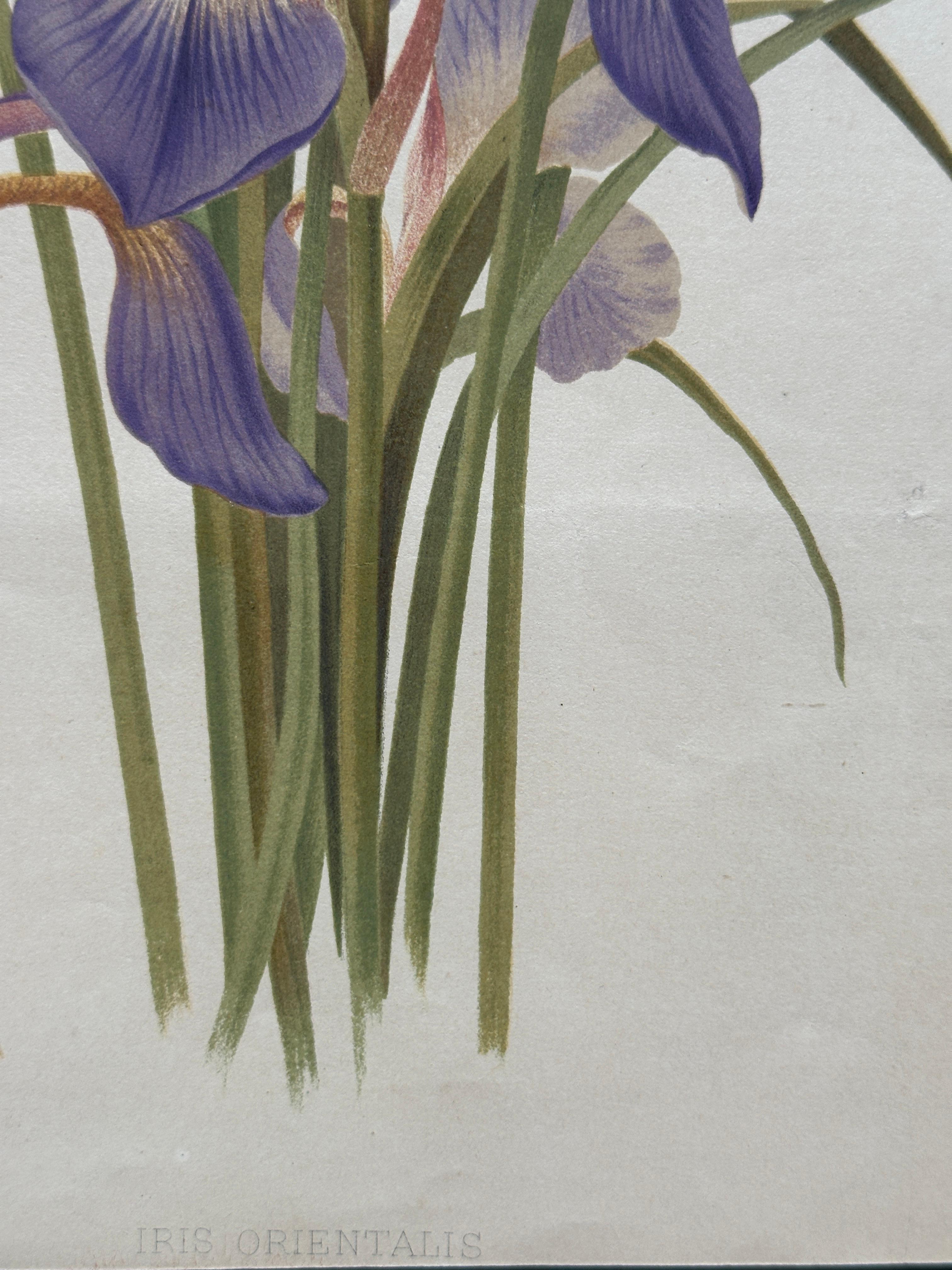 Original 1880s Botanical Print of Hæmanthus Kalbreyeri — Vibrant Antique Chromol en venta 6