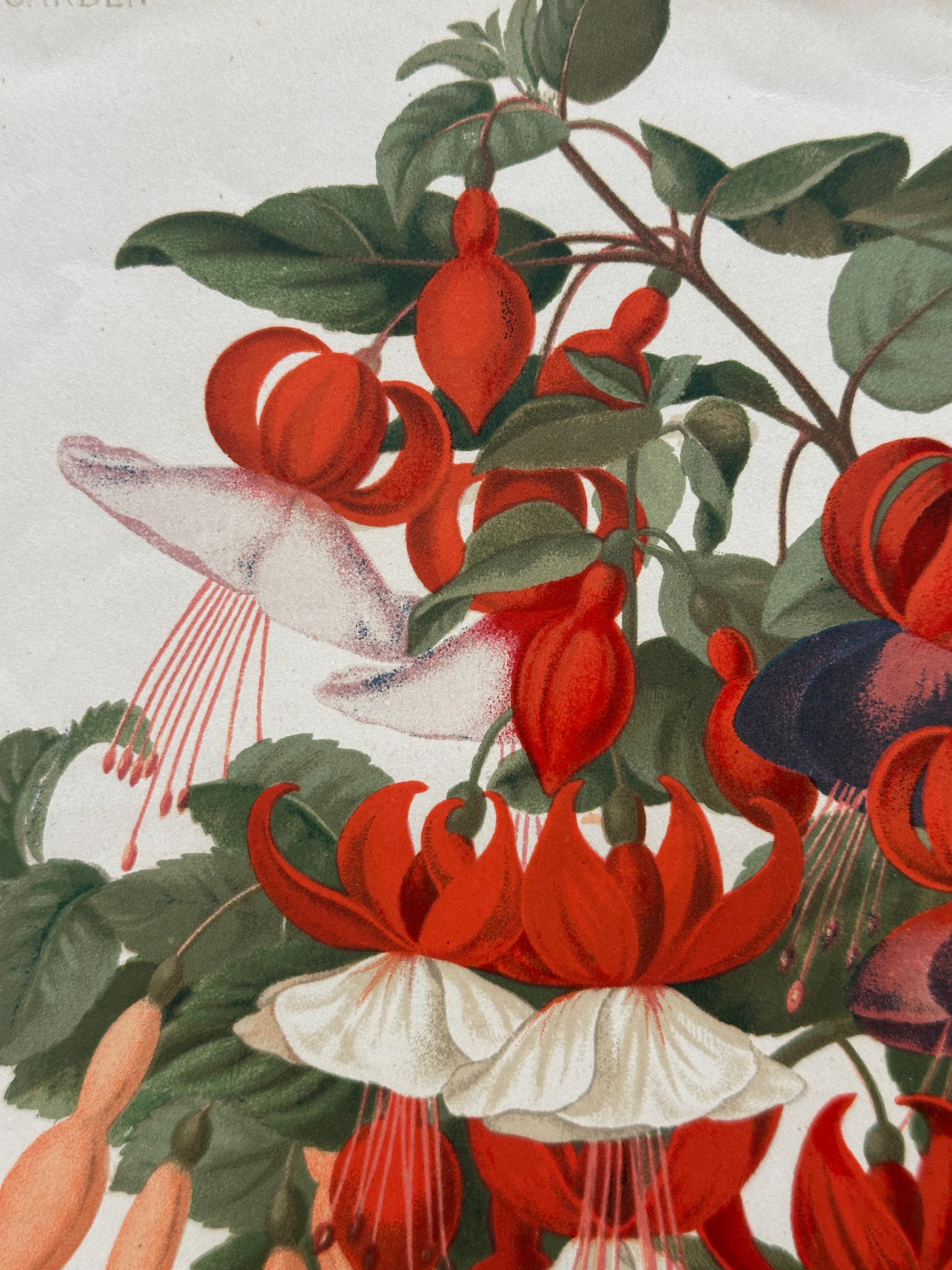 Original 1880s Botanical Print of Hæmanthus Kalbreyeri — Vibrant Antique Chromol en venta 7