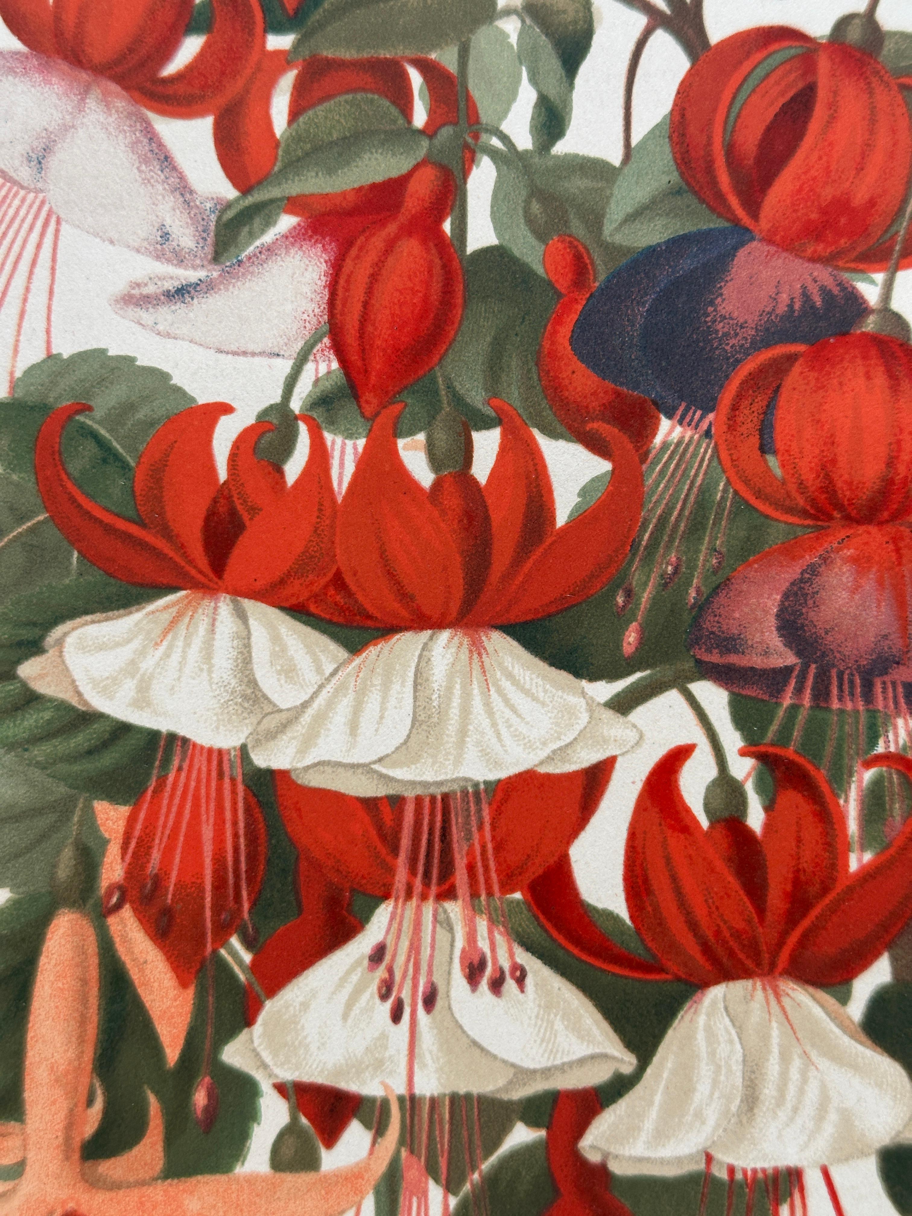 Original 1880s Botanical Print of Hæmanthus Kalbreyeri — Vibrant Antique Chromol en venta 8