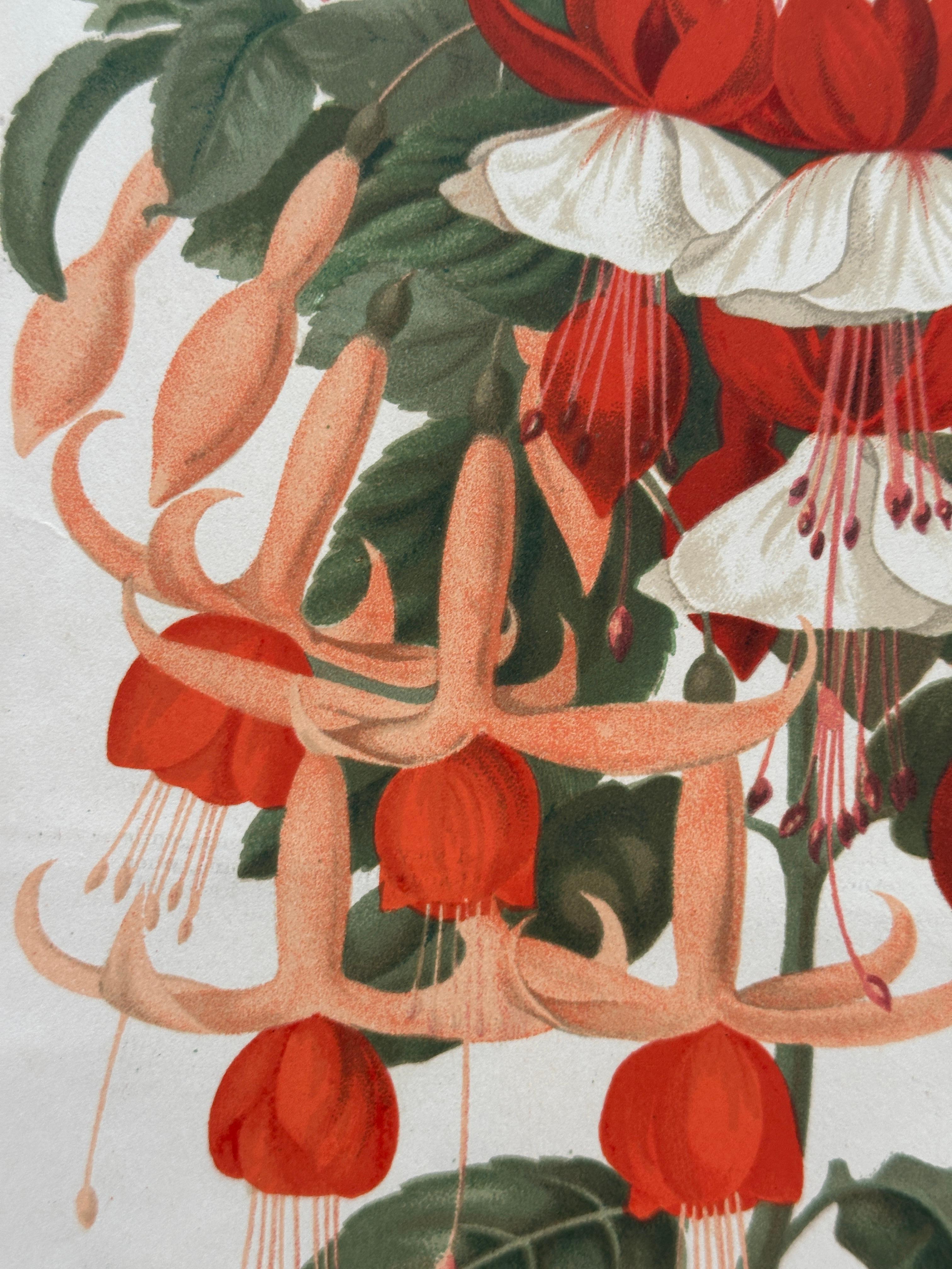 Original 1880s Botanical Print of Hæmanthus Kalbreyeri — Vibrant Antique Chromol en venta 9
