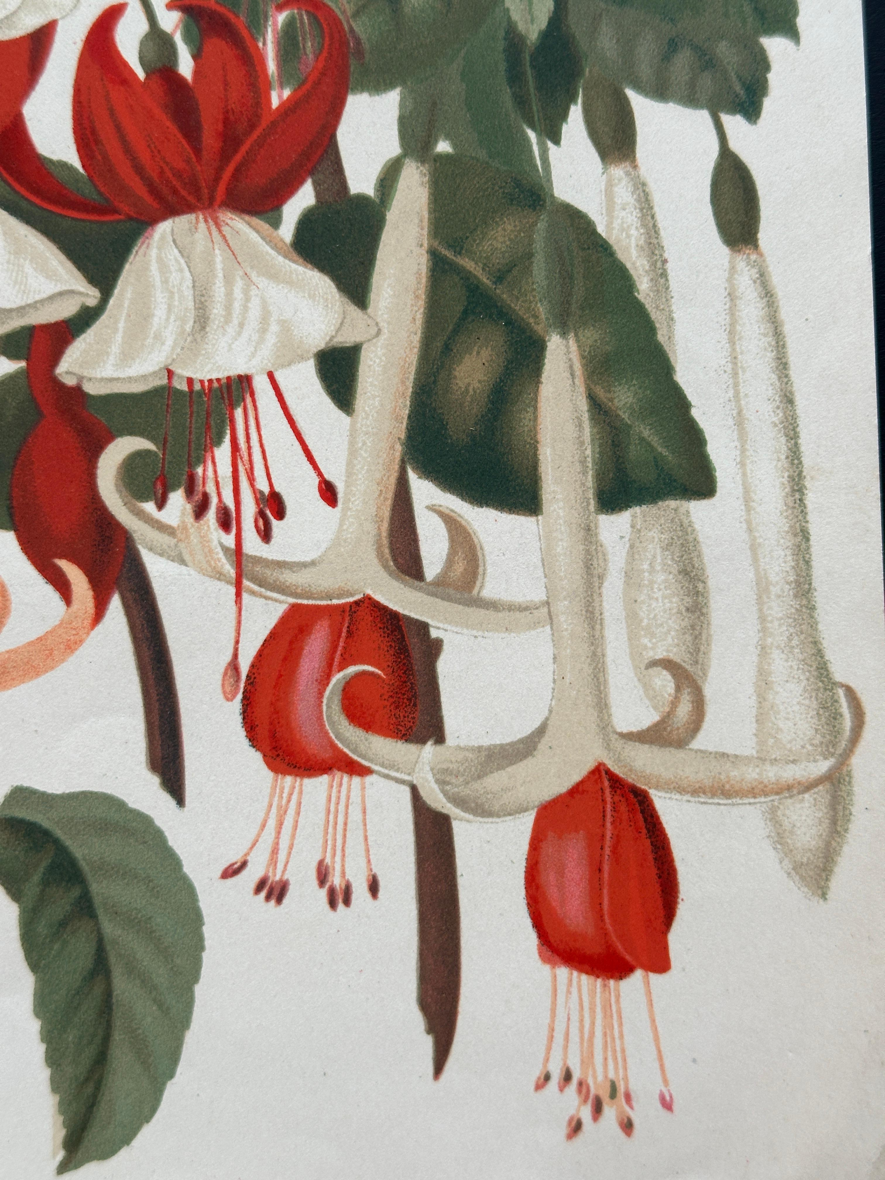 Original 1880s Botanical Print of Hæmanthus Kalbreyeri — Vibrant Antique Chromol en venta 10