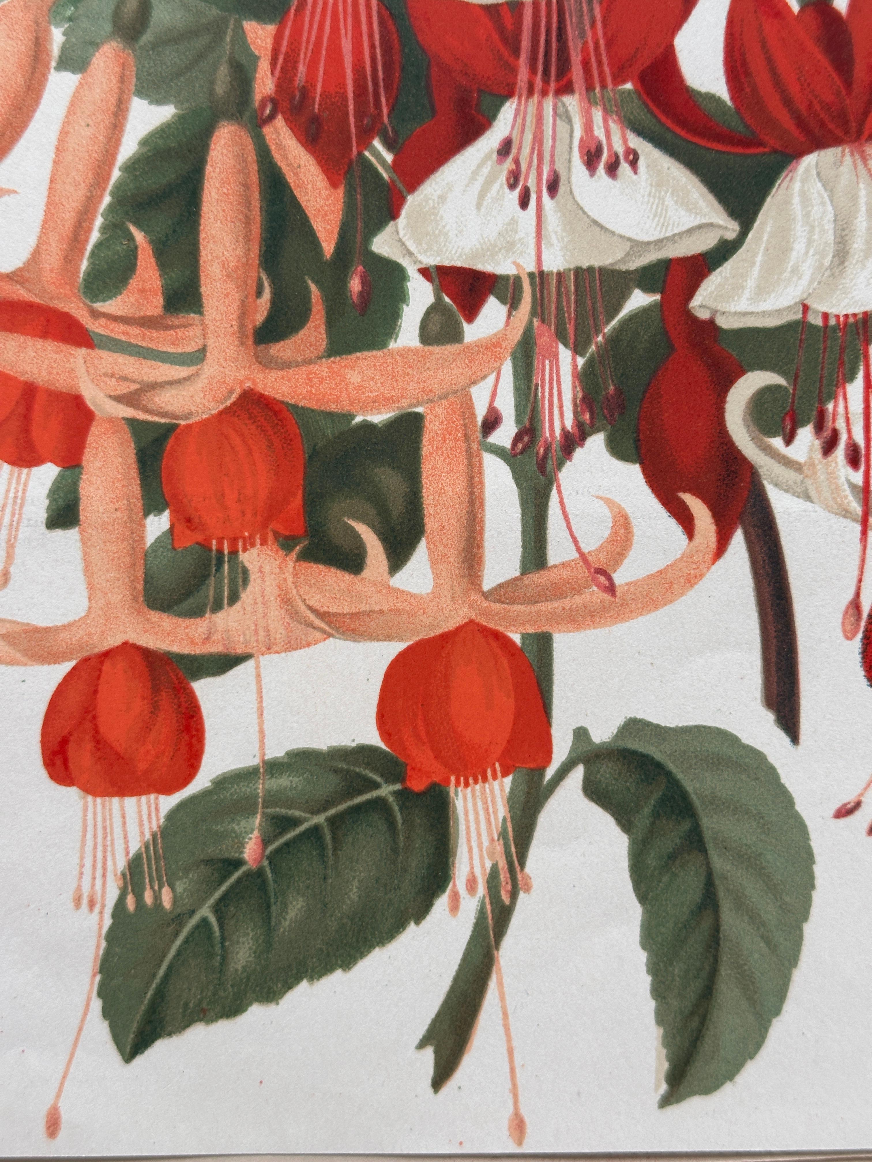 Original 1880s Botanical Print of Hæmanthus Kalbreyeri — Vibrant Antique Chromol en venta 11