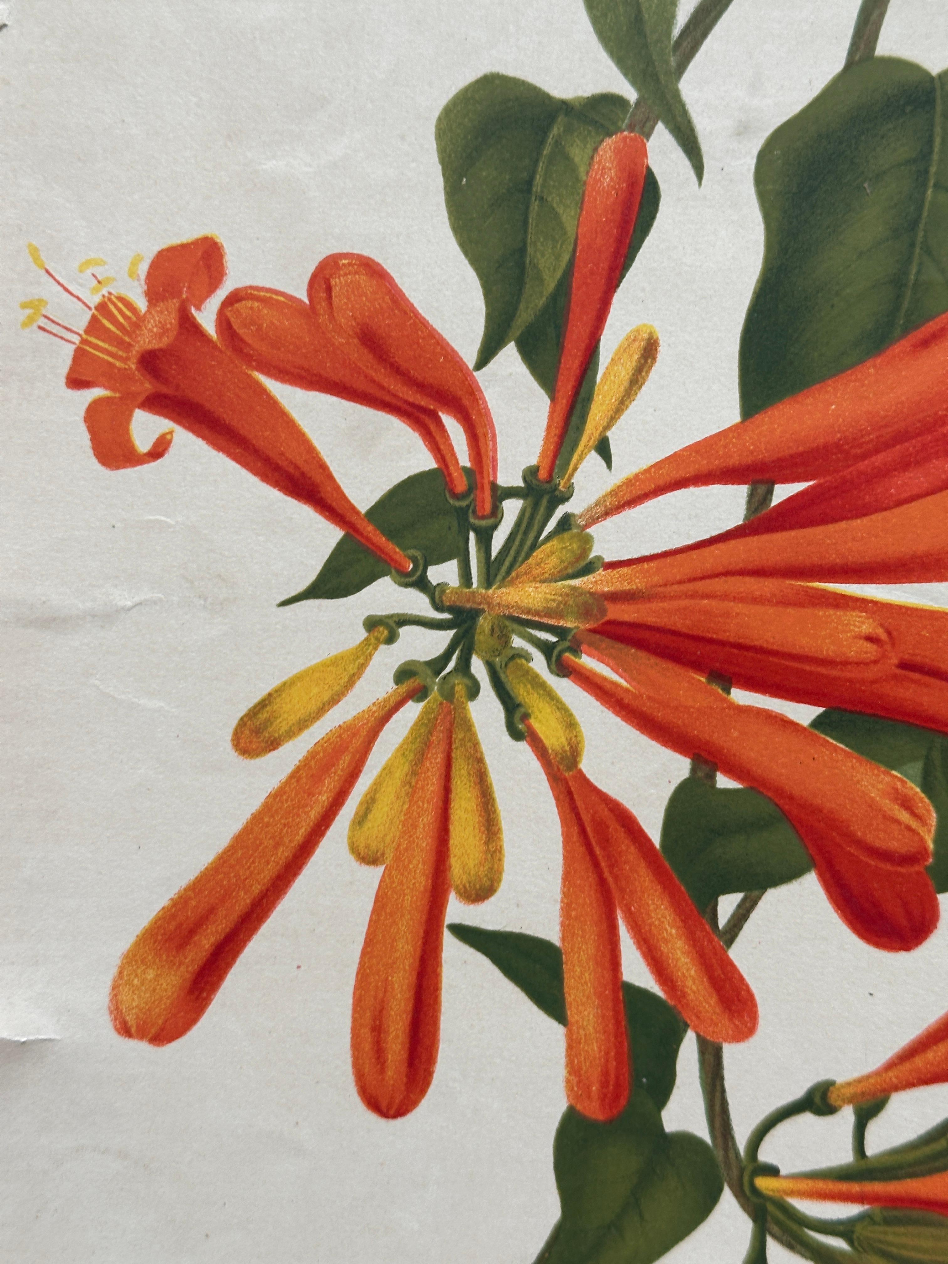 Original 1880s Botanical Print of Hæmanthus Kalbreyeri — Vibrant Antique Chromol en venta 12