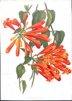 Original 1880s Botanical Print of Hæmanthus Kalbreyeri — Vibrant Antique Chromol