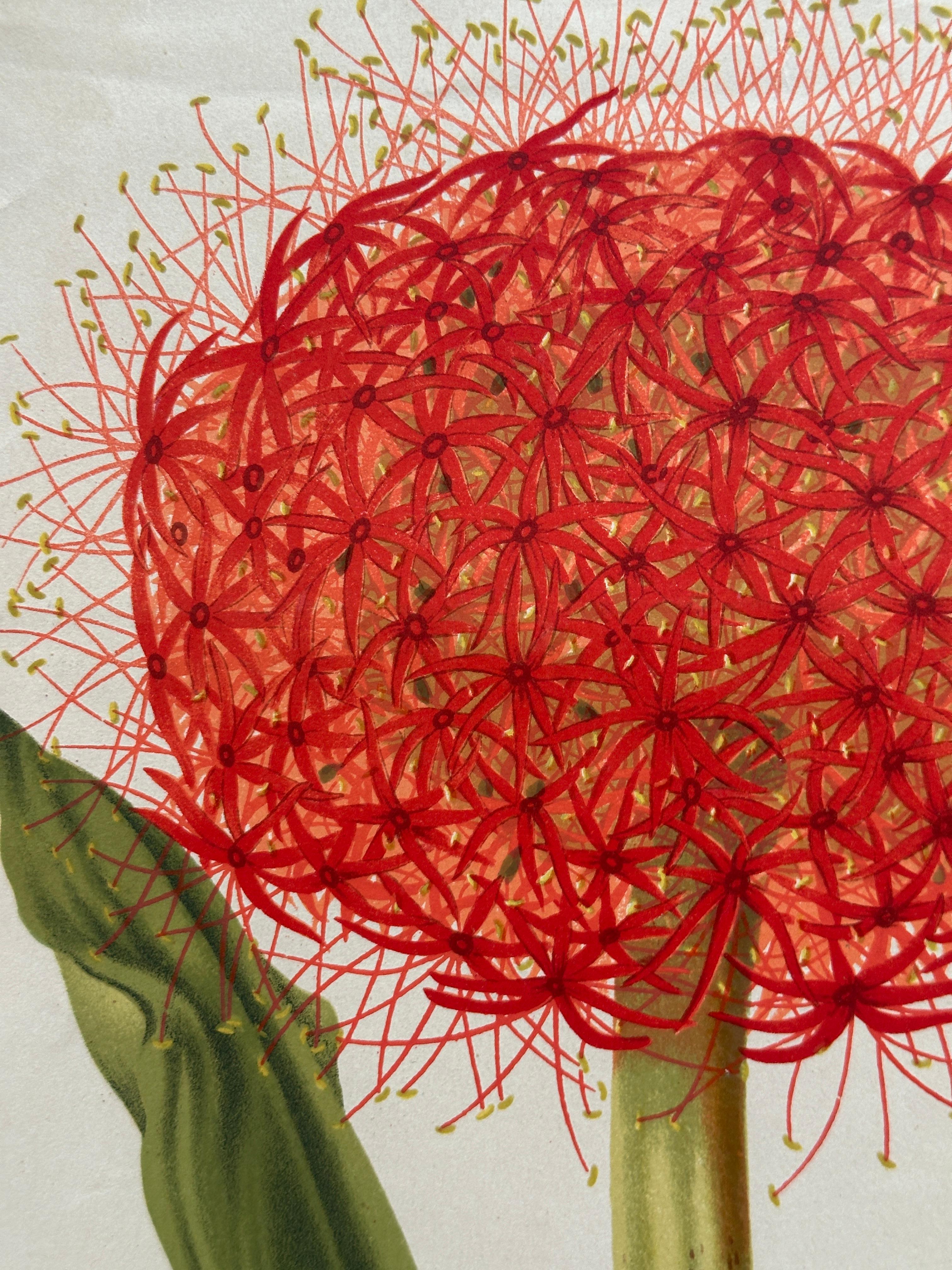 Original 1880s Botanical Print of Hæmanthus Kalbreyeri — Vibrant Antique Chromol Papel en venta