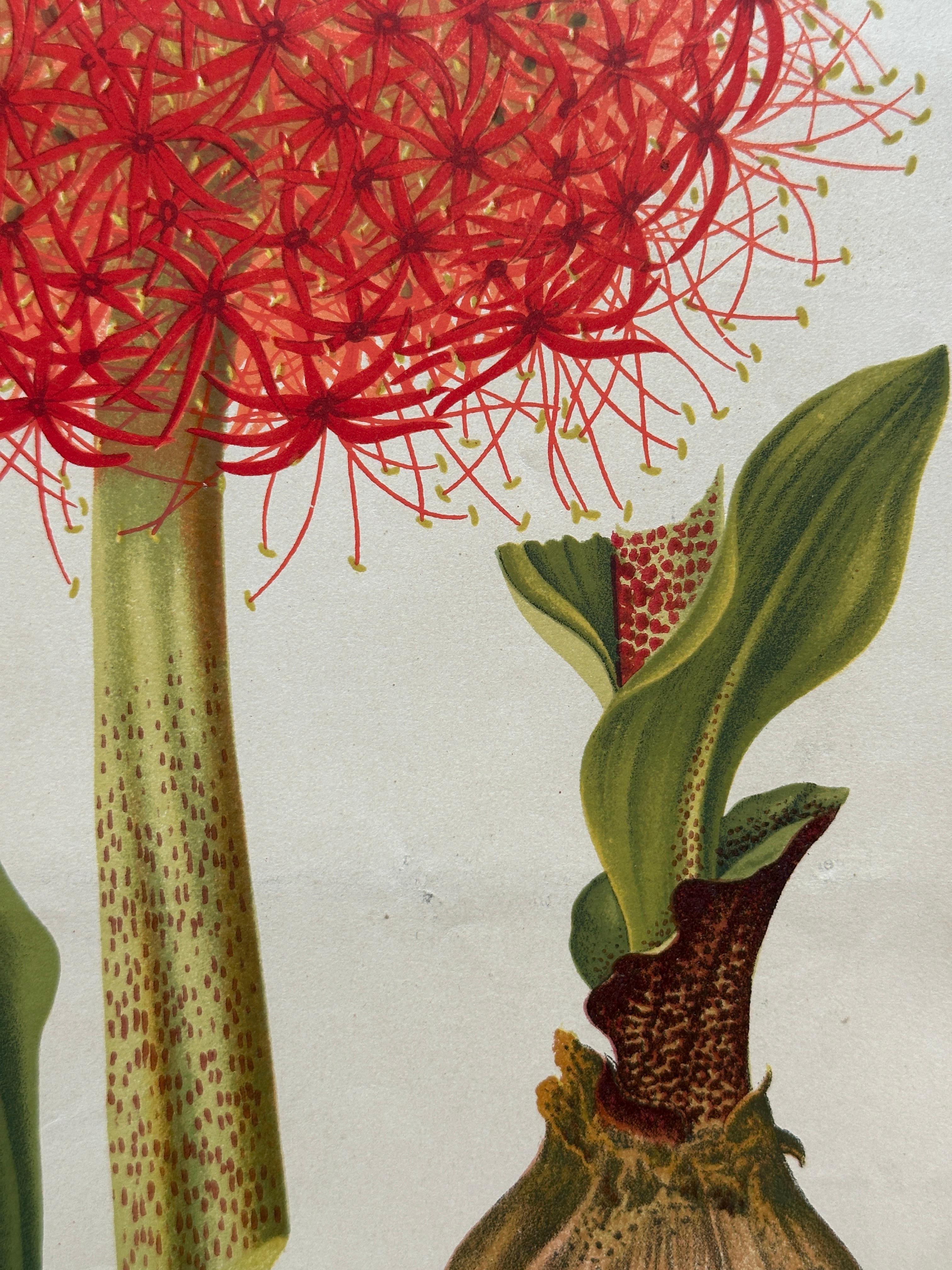 Original 1880s Botanical Print of Hæmanthus Kalbreyeri — Vibrant Antique Chromol en venta 1