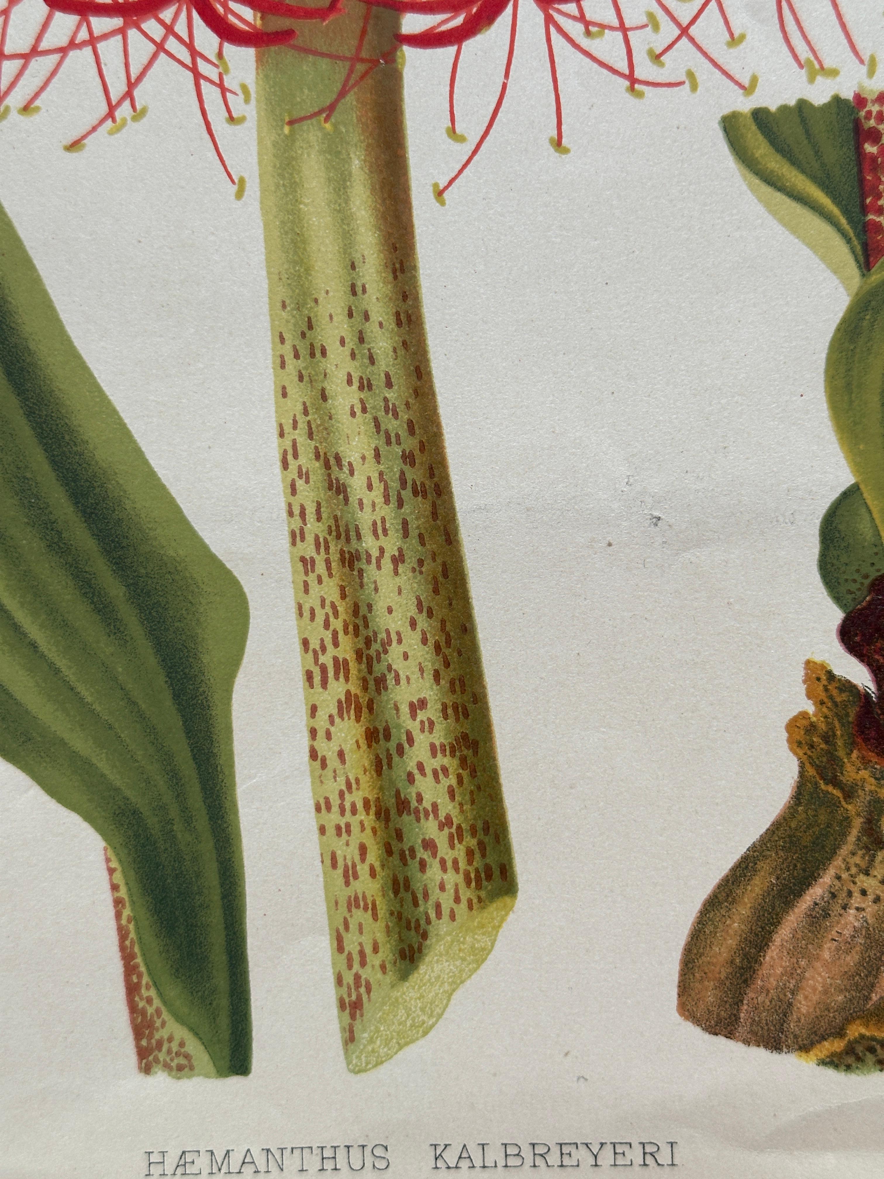 Original 1880s Botanical Print of Hæmanthus Kalbreyeri — Vibrant Antique Chromol en venta 2