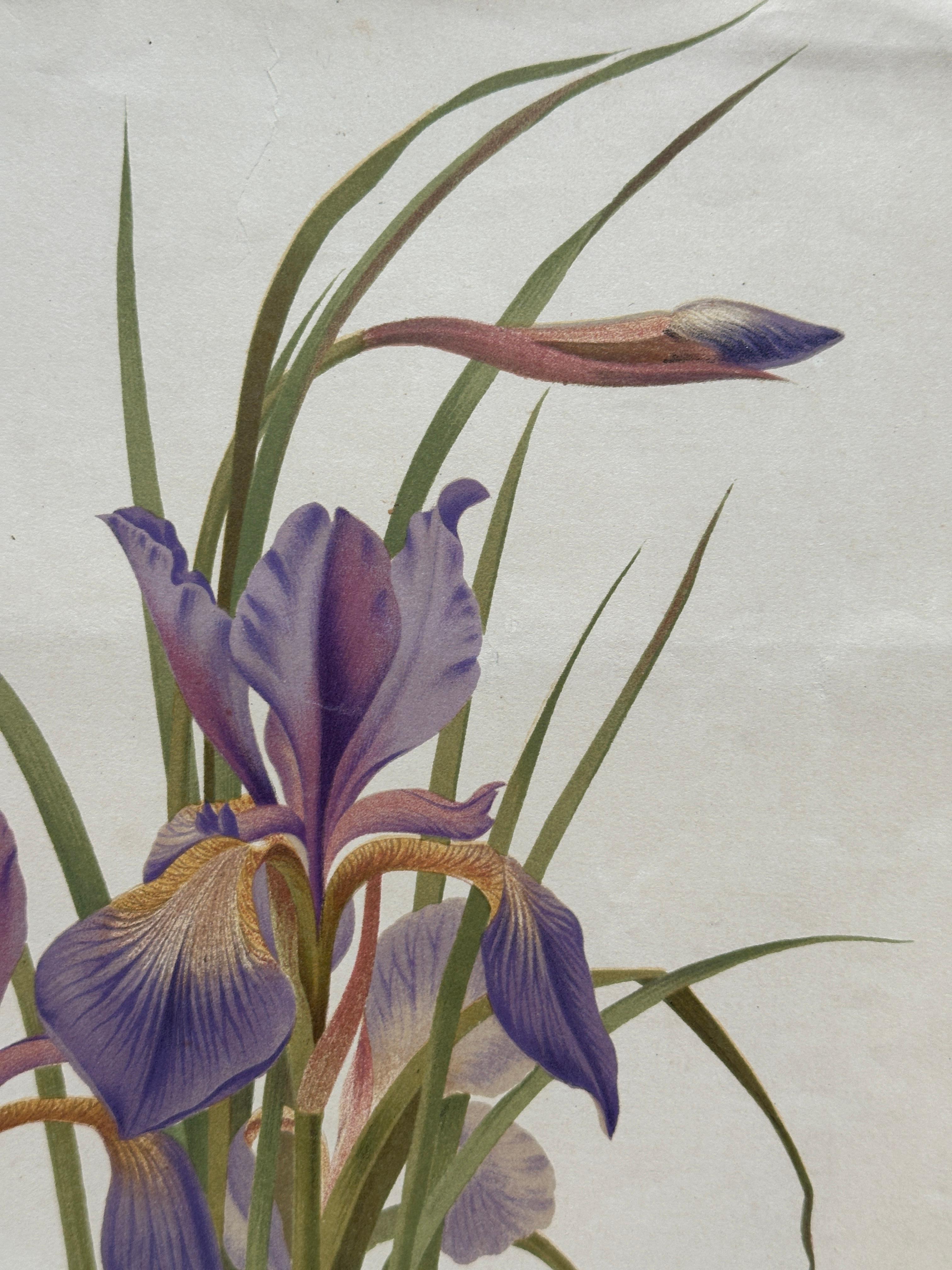 Original 1880s Botanical Print of Hæmanthus Kalbreyeri — Vibrant Antique Chromol en venta 3