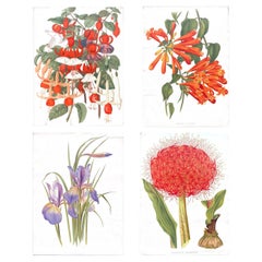 Original 1880s Botanical Print of Hæmanthus Kalbreyeri — Vibrant Antique Chromol