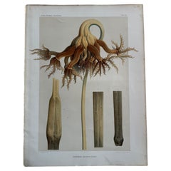 Original 1884 Scientific Print – Umbellula encrinus Original 1884 Scientific Print – Umbellula encrinus