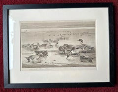 Original 1905 Archibald Thorburn Signed Sepia Study of Teal and Pintail
