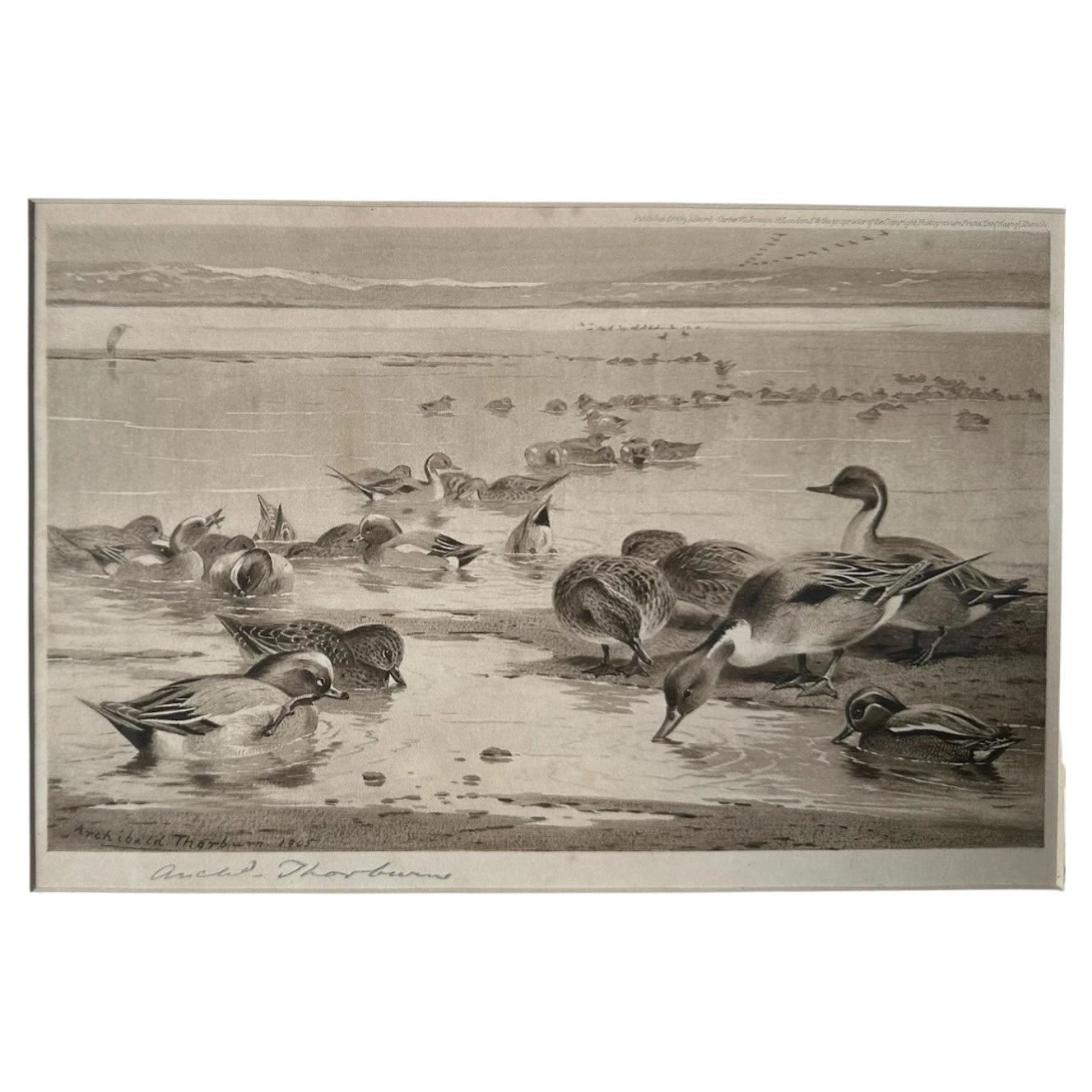 Original 1905 Archibald Thorburn Signed Sepia Study of Teal and Pintail For Sale