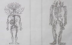 Original Antique Anatomical Print. Arterial And Venous Systems. 1830's
