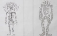 Original Antique Anatomical Print. Arterial And Venous Systems. 1830's