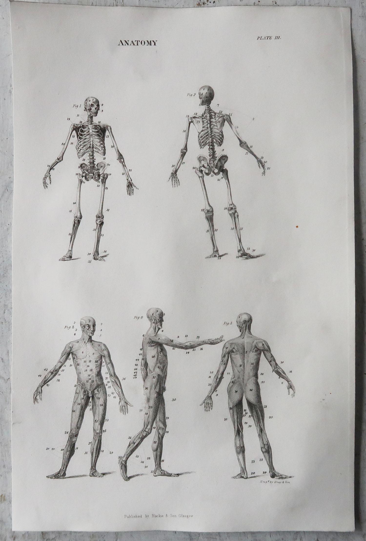 English Original Antique Anatomical Print, C.1850