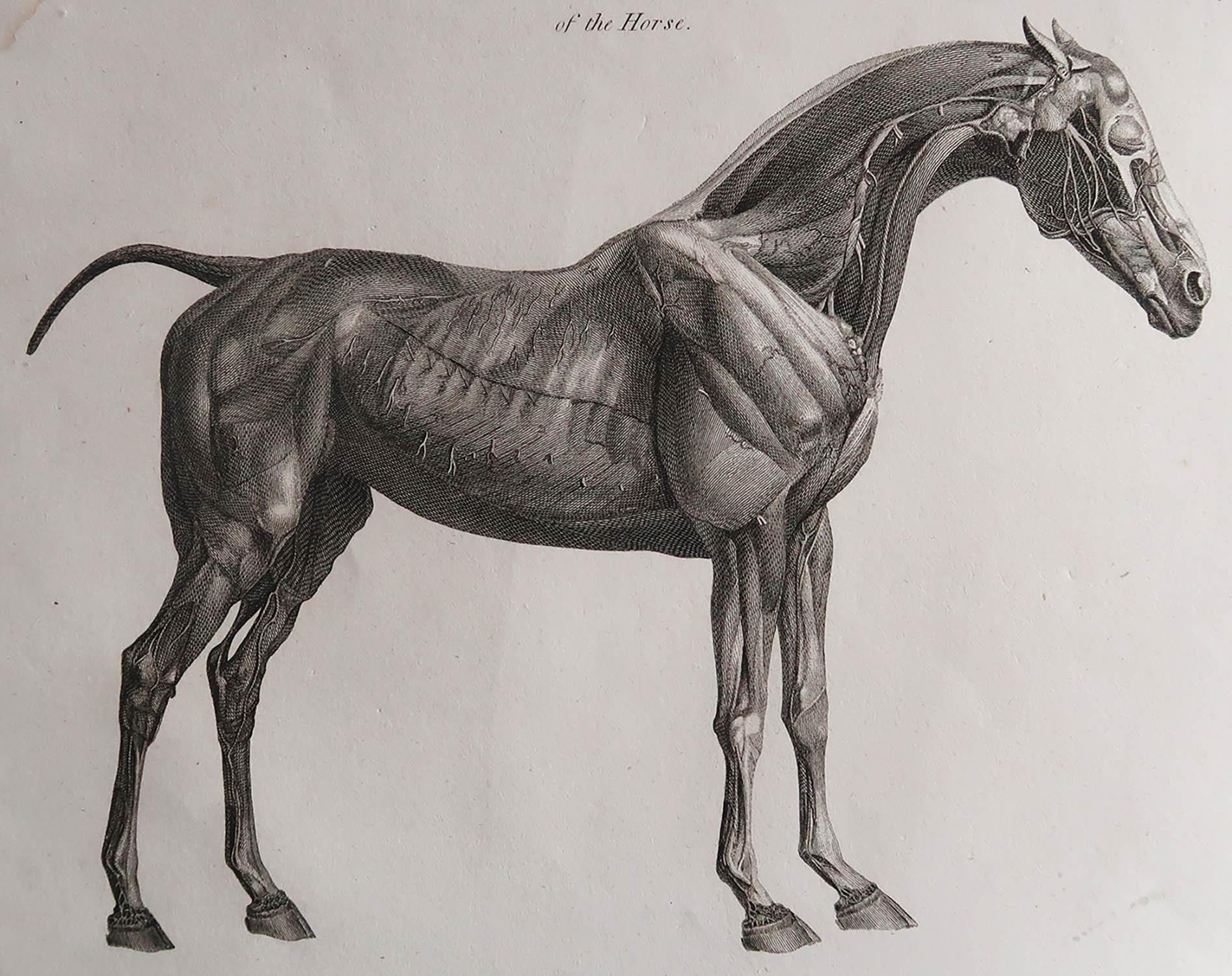Great anatomical image of A Horse

Copper-plate engraving by Milton

Published by Longman & Rees, London

Dated 1802

Slight mark on right hand side

Unframed.

Free shipping. 



