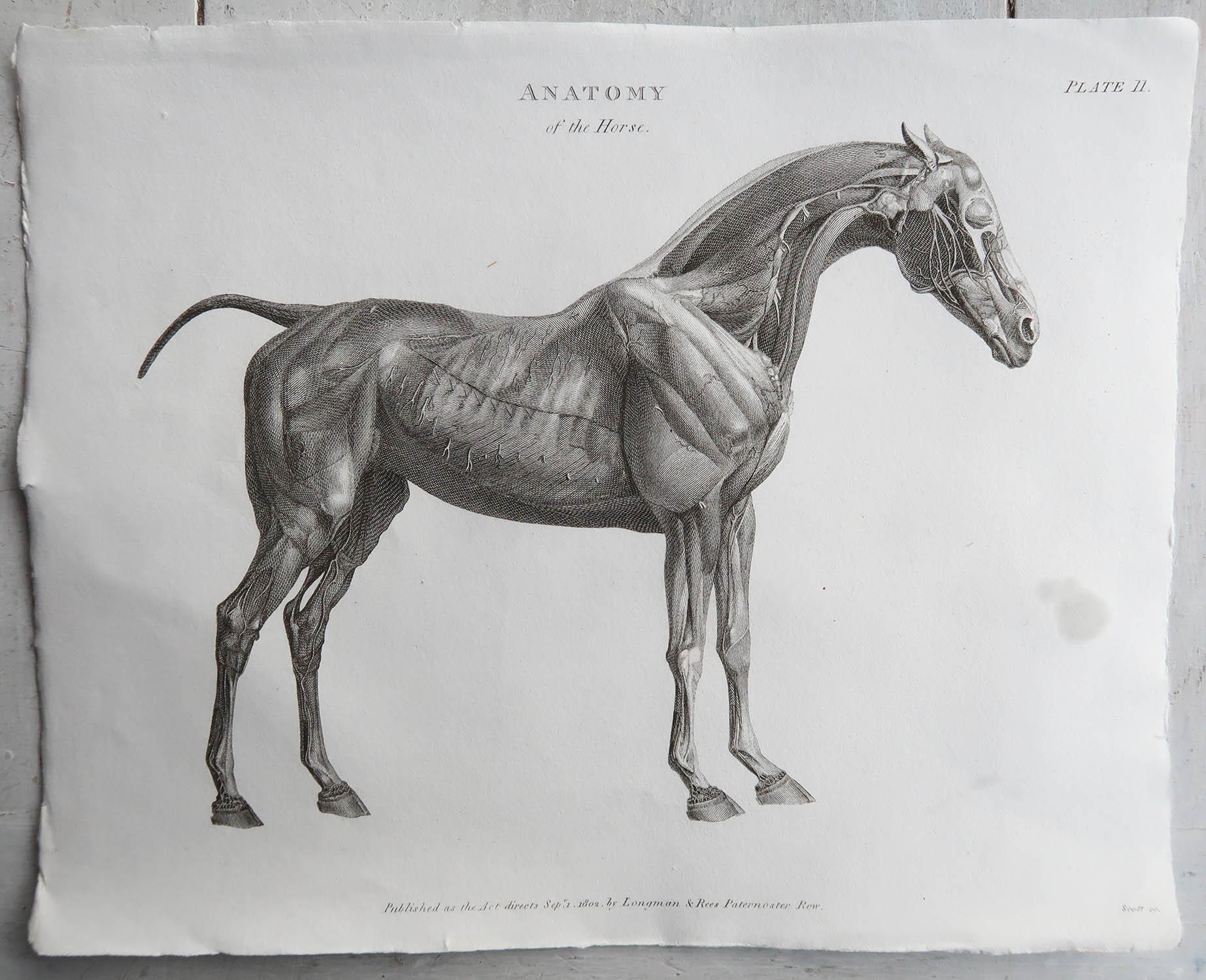 Georgian Original Antique Anatomical Print of A Horse, Dated 1802