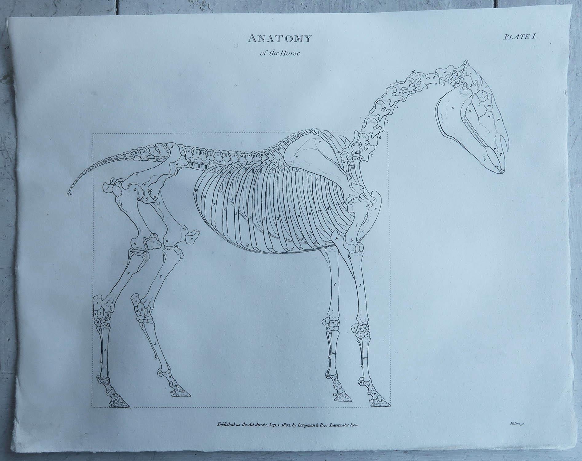 English Original Antique Anatomical Print of A Horse, Dated 1802