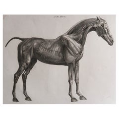 Original Antique Anatomical Print of A Horse, Dated 1802