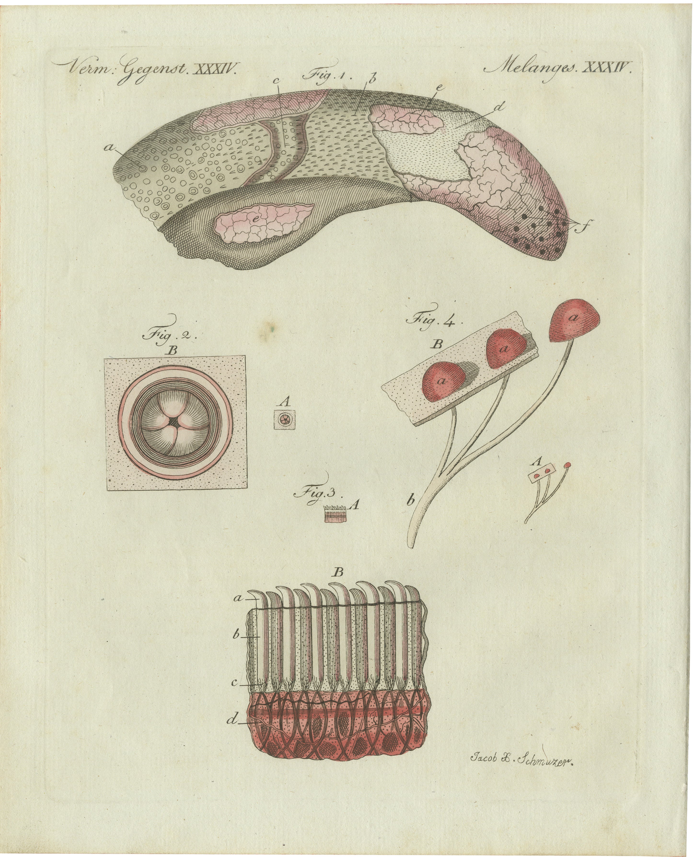 Original Antique Anatomical Print of Human Skin by Bertuch, c. 1800