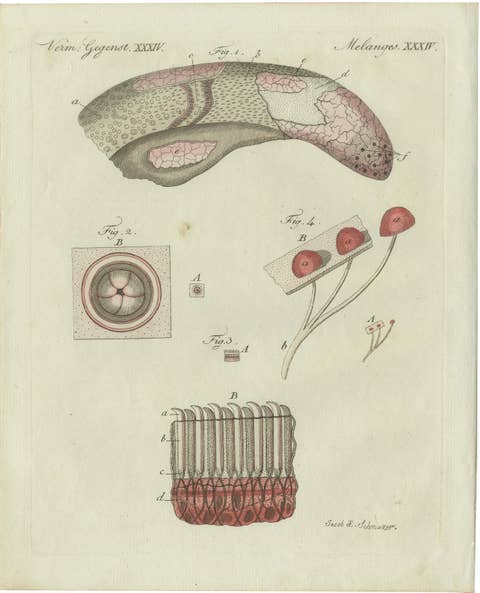 Original Antique Anatomical Print of Human Skin by Bertuch, c. 1800