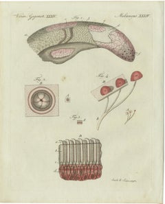 Original Antique Anatomical Print of Human Skin by Bertuch, c. 1800