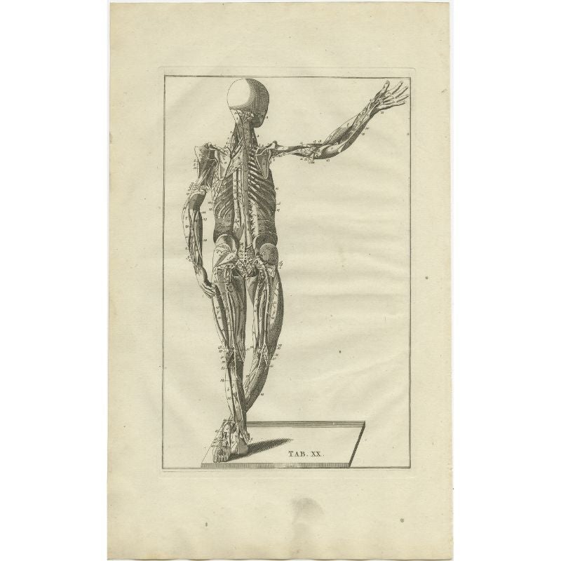 Antique anatomy print of the muscular system. This print originates from 'De Ontleedkundige Plaaten van B. Eustachius' published by J.B. Elwe.

Artists and Engravers: Bartolomeo Eustachi (Italian: 1500 or 1514-1574), also known by his Latin name of