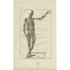 Original Antique Anatomy Engraving of the Muscular System, 1798