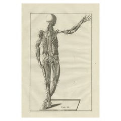 Incisione originale di anatomia antica del sistema muscolare, 1798