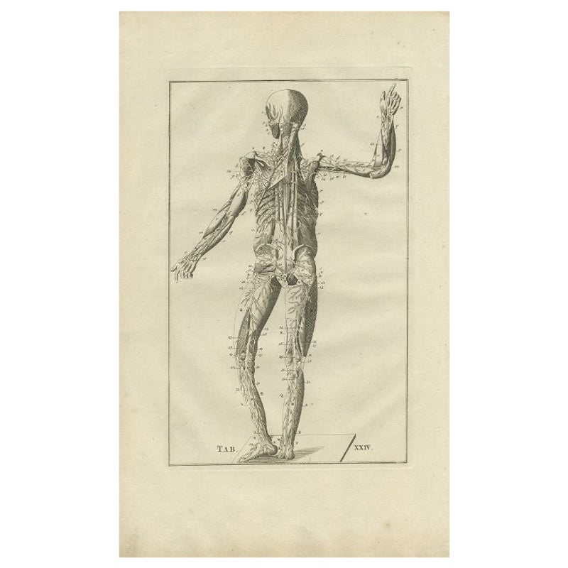 Impression originale et ancienne d'anatomie du système musculaire et vénitien, 1798 en vente