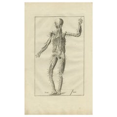 Stampa antica originale di anatomia del sistema muscolare e venoso, 1798