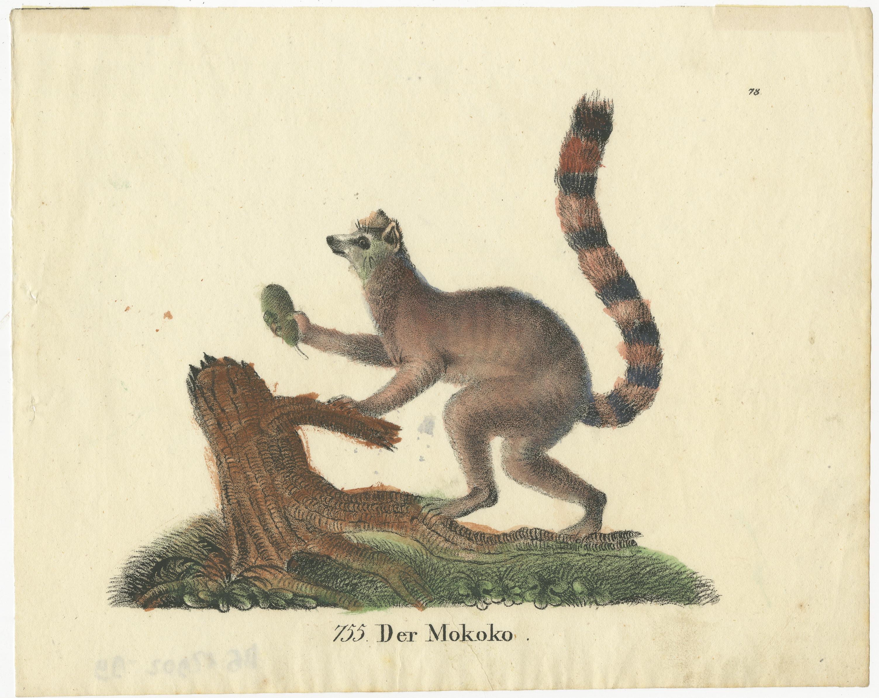 Original antique print titled 'Der Mokoko'. Antique print of a mokoko or Ring-tailed lemur (Lemur catta).

The ring-tailed lemur (Lemur catta) is a large strepsirrhine primate and the most recognized lemur due to its long, black and white ringed
