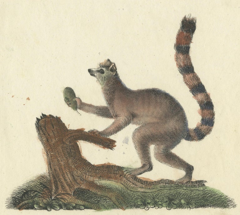 Stampa animale antica originale di una scimmia Lemur dalla coda ad