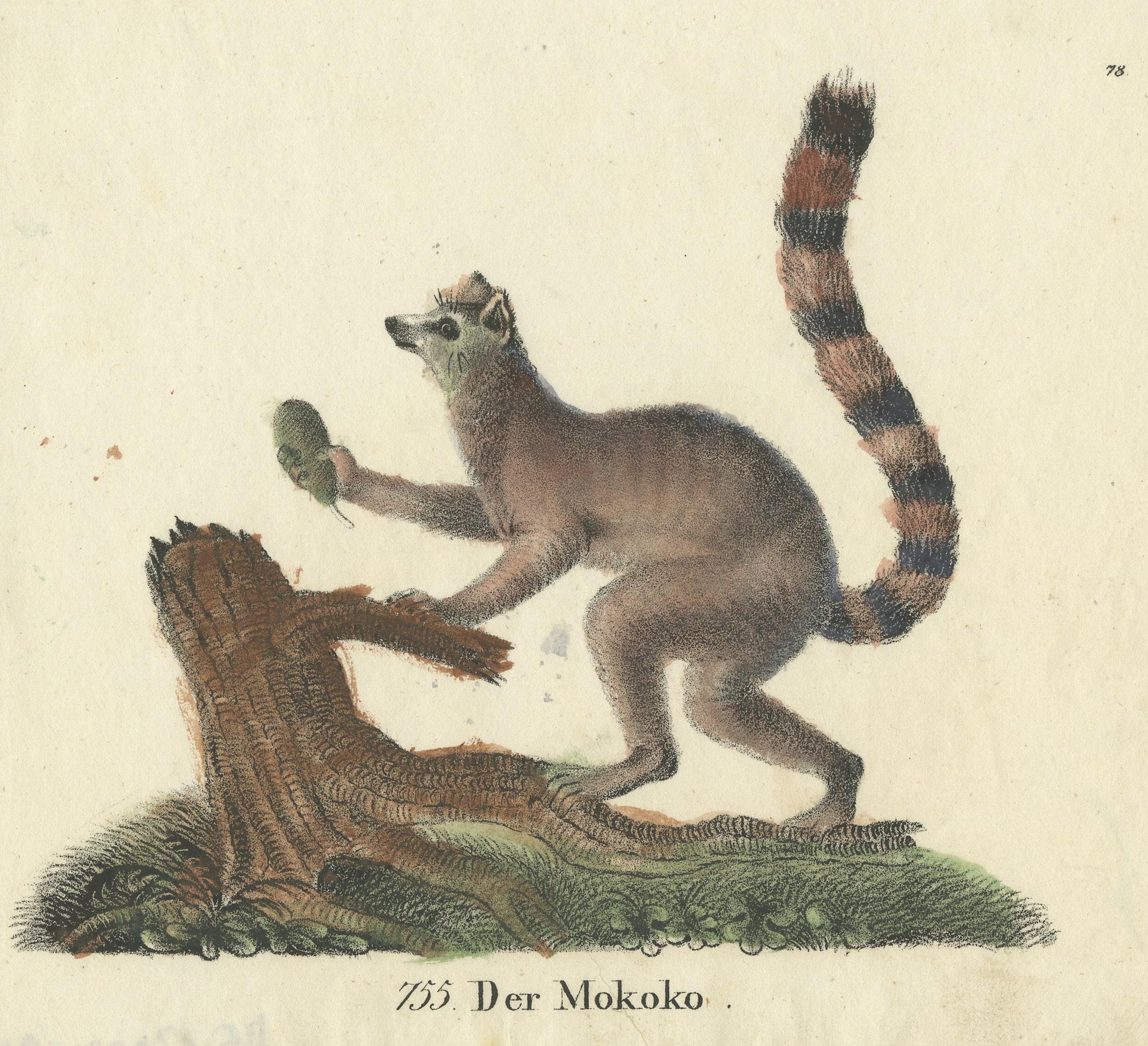 Original Antiker Tierdruck eines Ring- Tailed-Lemurs „Lemur Catta“ Affen, 1833 (19. Jahrhundert) im Angebot